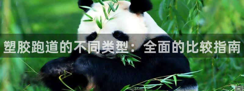 z6尊龙凯时ag旗舰厅：塑胶跑道的不同类型：全面的比较指南